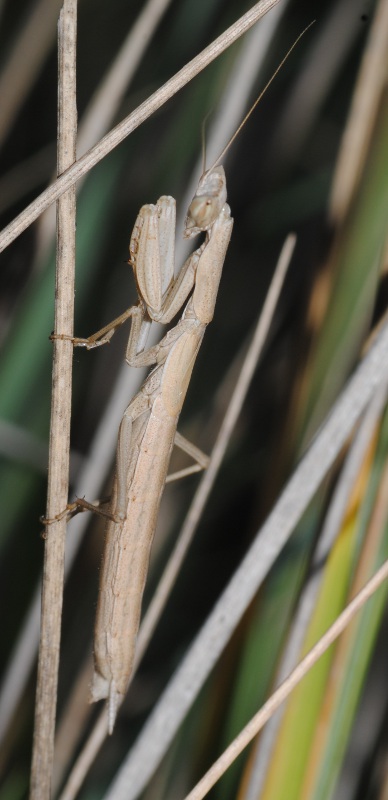 Altra Mantis religiosa ?
